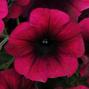Wave Burgundy Velour Wave Petunia Jumbo 6 pack 17.99 sale price